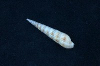 藏品(筍螺)的圖片